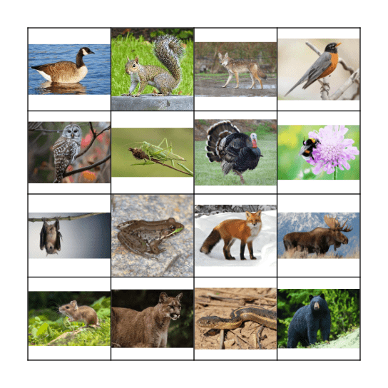 Vermont Wildlife Sounds Bingo Card