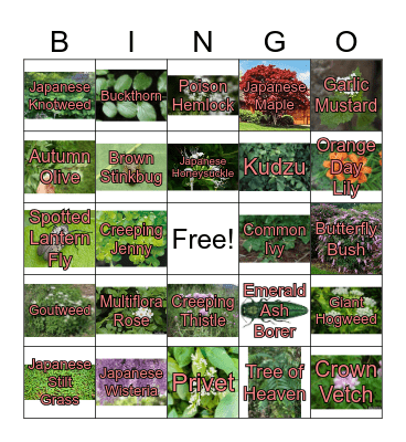 Invasive species Bingo Card