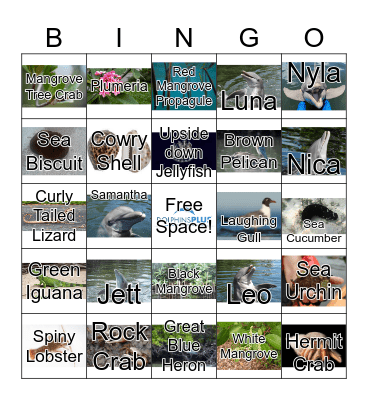 Dolphins Plus Bayside Bingo! Bingo Card