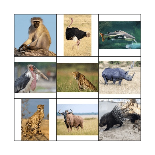 African Savannah Bingo Card