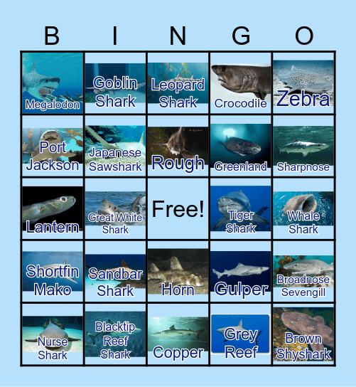 Shark ATTACK Bingo Card