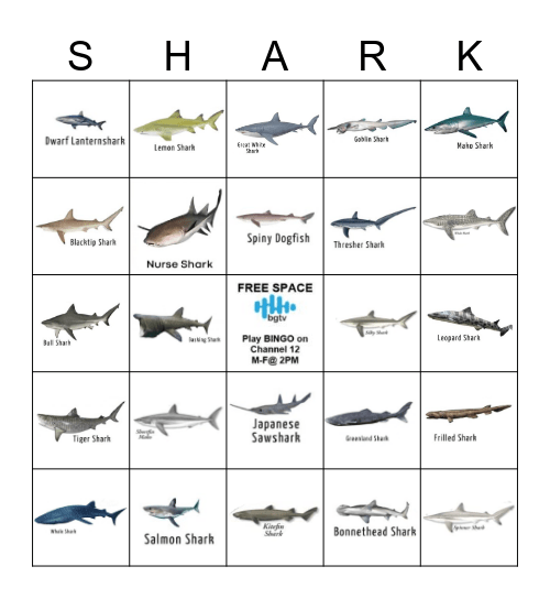 SHARK BINGO Card