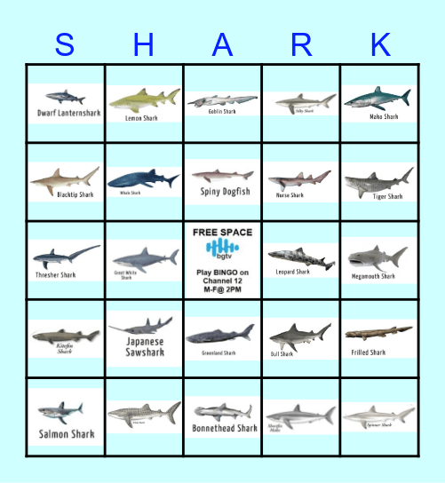 SHARK ATTACK Bingo Card