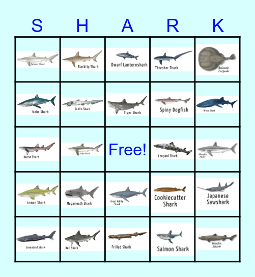 SHARK ATTACK Bingo Card