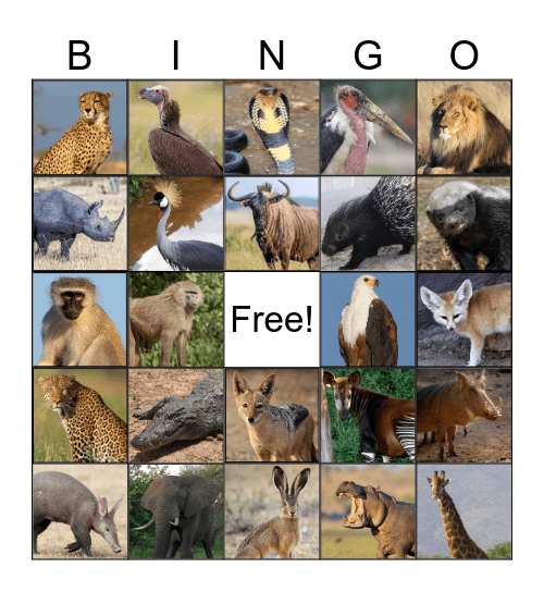 African Savannah Bingo Card