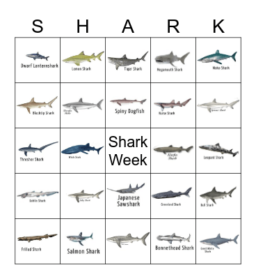SHARK BINGO Card