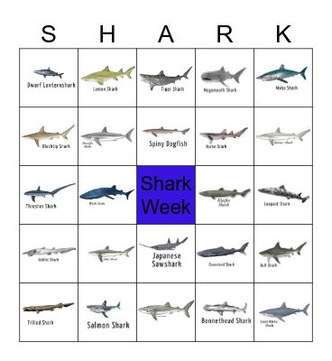 SHARK BINGO Card