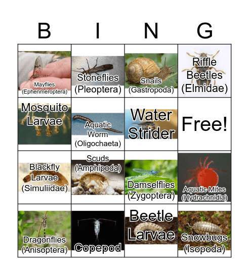 Macroinvertebrate Bingo Card