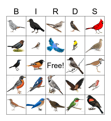 Backyard Bird Bingo Card