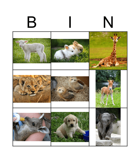 Baby Bingo Card