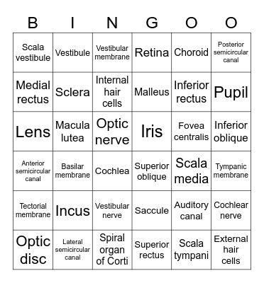 Lab 11 Bingo - Special Senses Bingo Card