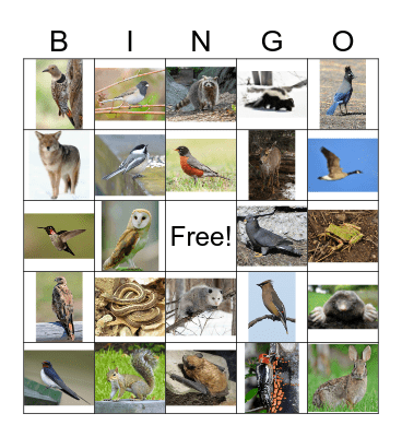 Wildlife Bingo Card