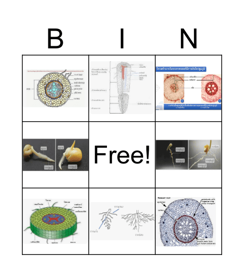 Root Bingo (Kruaek) Bingo Card
