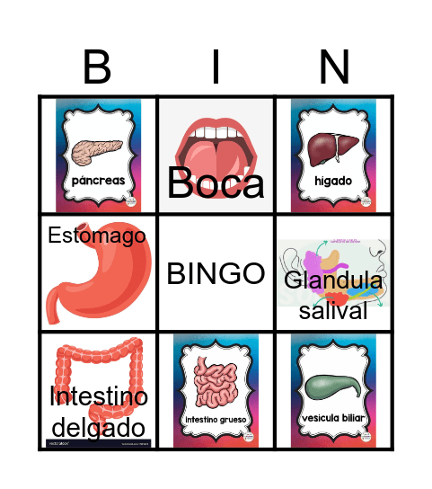 SISTEMA DIGESTIVO Bingo Card