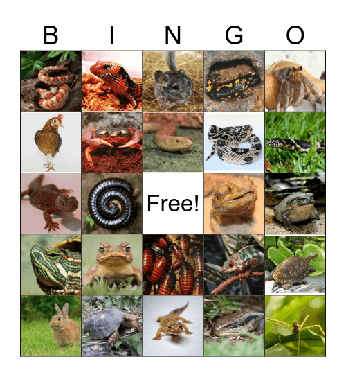 Nature Company Camp Bingo Card