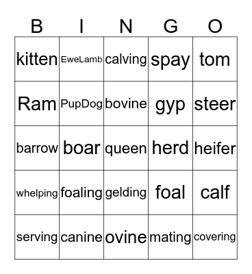Animal Terminology Bingo Card