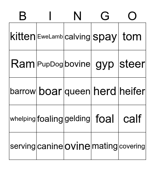 Animal Terminology Bingo Card