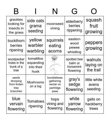 Phenology July 29th Bingo Card
