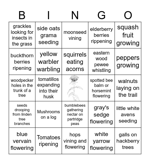 Phenology July 29th Bingo Card