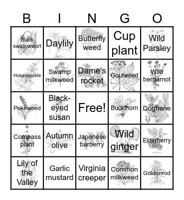 Invasive and Native Plants of Michigan Bingo Card