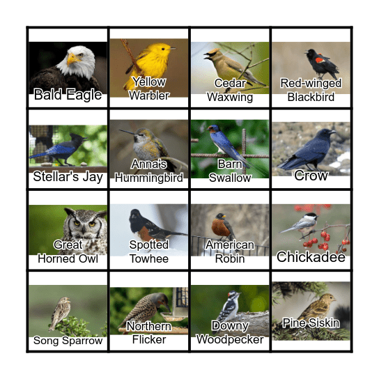 BC BIRD BINGO Card