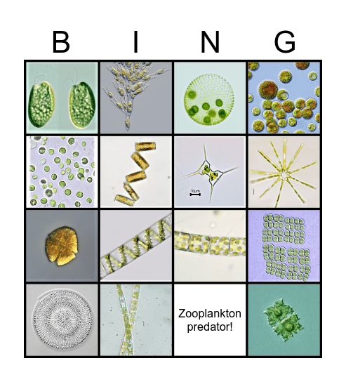 Algae Bingo! Bingo Card