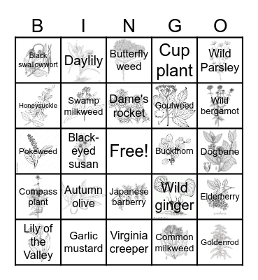Invasive and Native Plants of Michigan Bingo Card