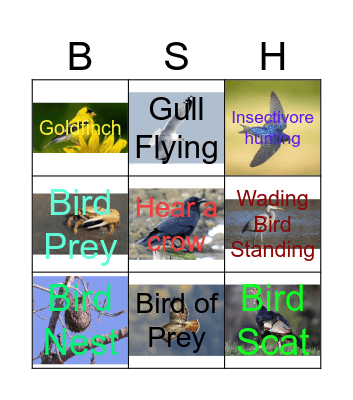 Birding Scavenger Hunt Bingo Card