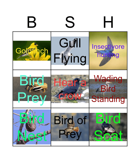 Birding Scavenger Hunt Bingo Card