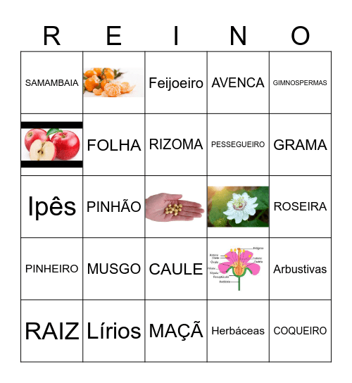 REINO PLANTAE Bingo Card