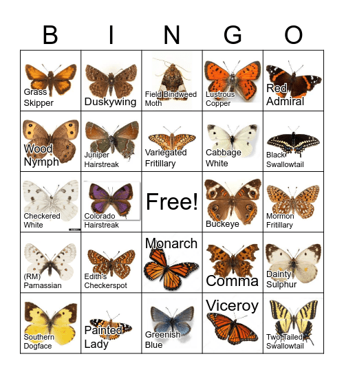 Colorado Butterfly Bingo Card