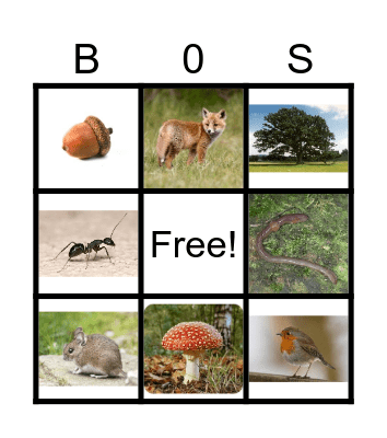 Speuren in het bos Bingo Card