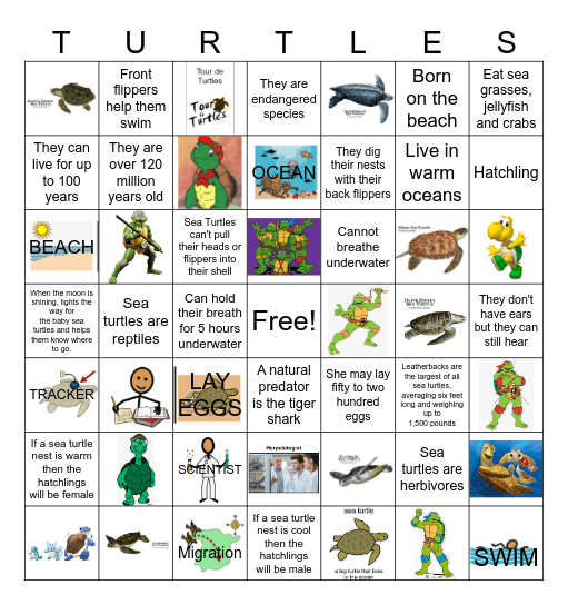 Sea Turtle Facts and Fun Bingo Card