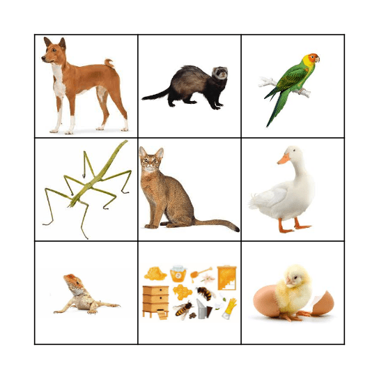 Zwierzaki Bingo Card