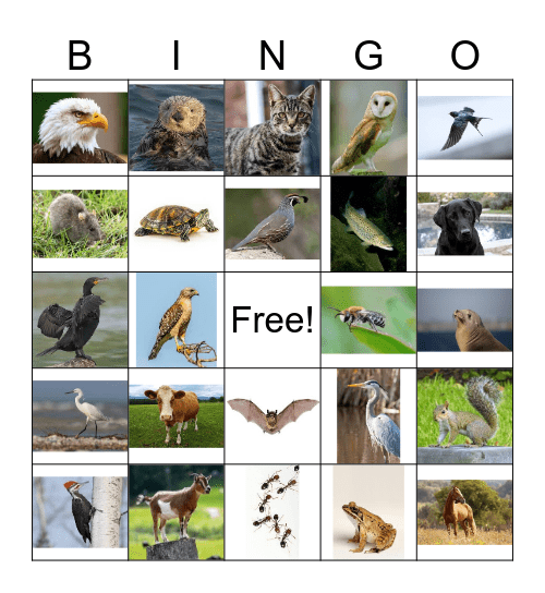 Duncan's Mills Bingo Card