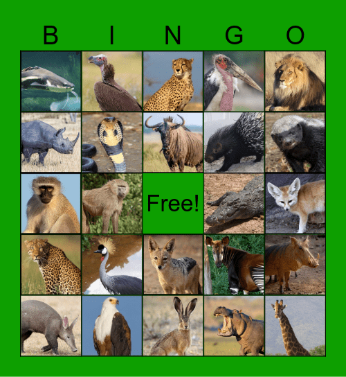 African Savannah Bingo Card