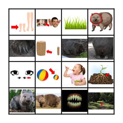 Wombat Bingo Card