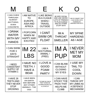 ANIMAL ATTENDANT MEEKO “BINGO” Bingo Card