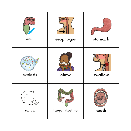 Digestive System Bingo Card
