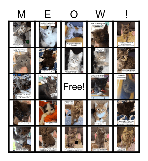 Foster Cat Bingo Card