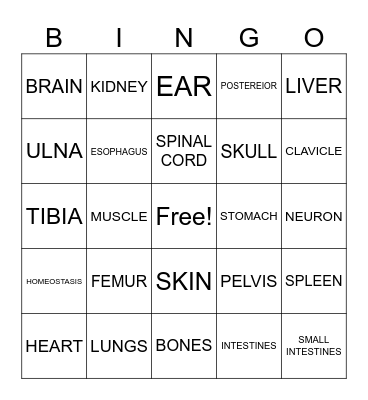 Human Body I Introduction Game Bingo Card