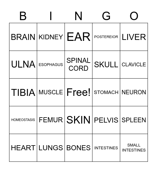 Human Body I Introduction Game Bingo Card
