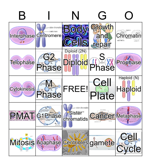 Cell Cycle Bingo Card