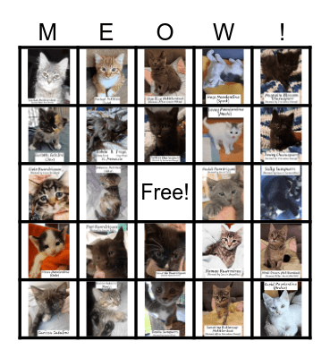 Foster Cat Bingo Card
