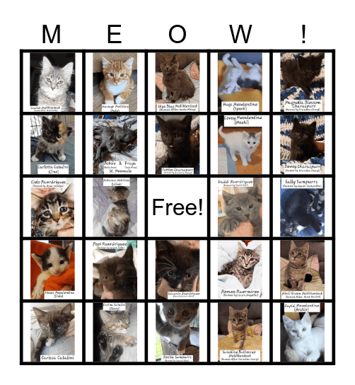 Foster Cat Bingo Card