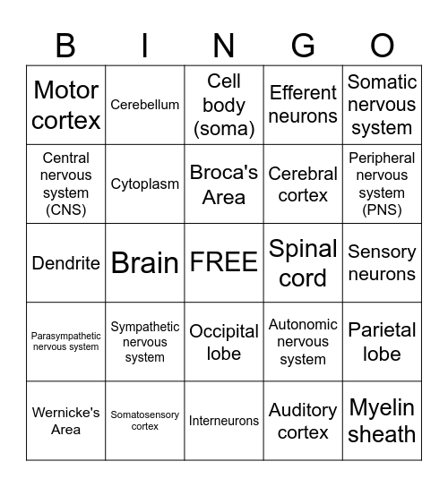 Nervous system! Bingo Card