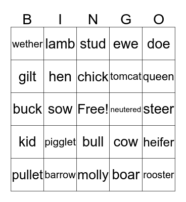 Animal Terminology Bingo Card