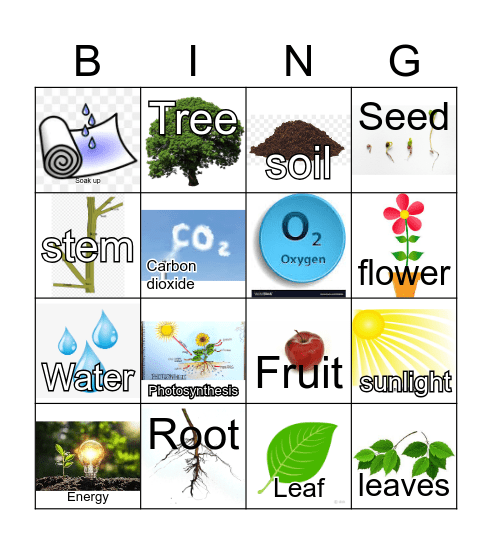 Plant Bingo: Plant Parts Bingo Card