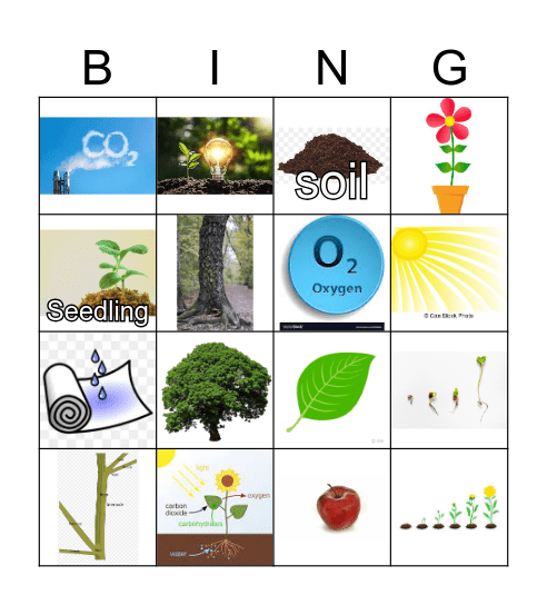 Plant Bingo: Important aspects related to the  PLANT Bingo Card