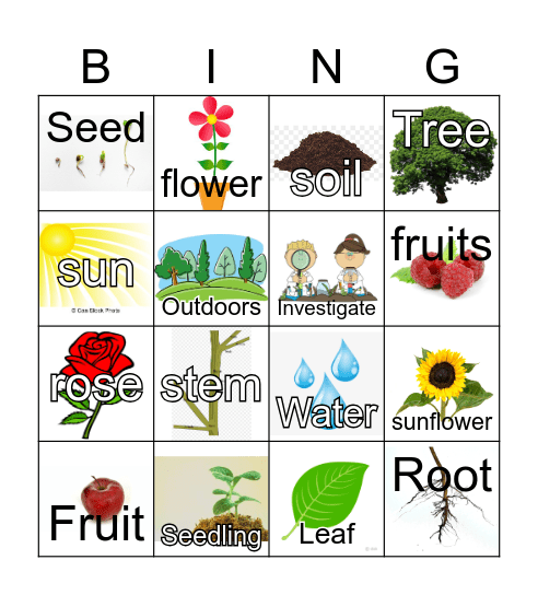Plant Bingo: Plant Parts Bingo Card